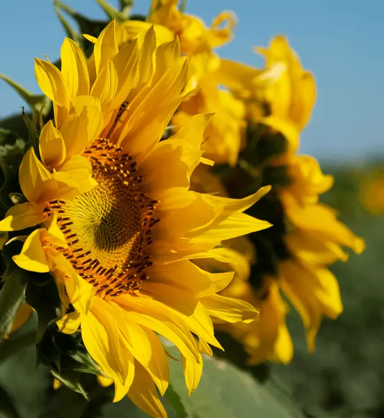 Sonnenblume